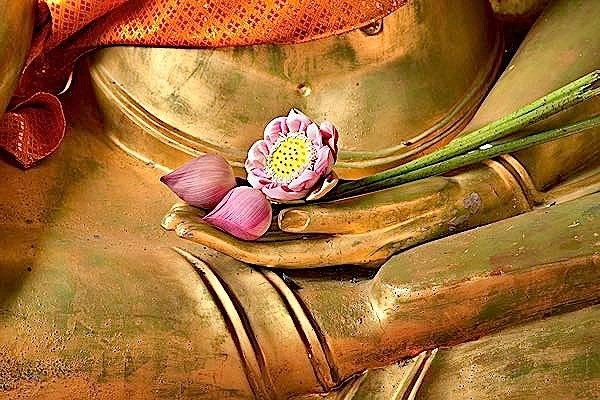 Hoa sen: Biểu tượng của vô nhiễm ảnh 1 hoa_sen_14608072_19102018.jpg