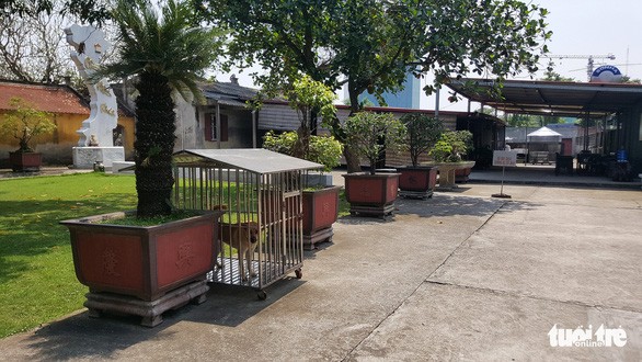 Con chó, lời thiếu kềm chế và di sản ảnh 2 logo-chua-trung-hanh-5-155591557375499547538.jpg