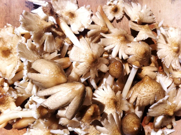 Nấm mối nướng giấy bạc, chỉ có thể nói 'ngon tê lưỡi' ảnh 2 img2108-15609509918511829566096_jpg.jpg