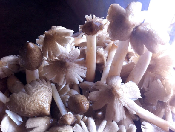 Nấm mối nướng giấy bạc, chỉ có thể nói 'ngon tê lưỡi' ảnh 3 img2110-15609510076912061768881_jpg.jpg