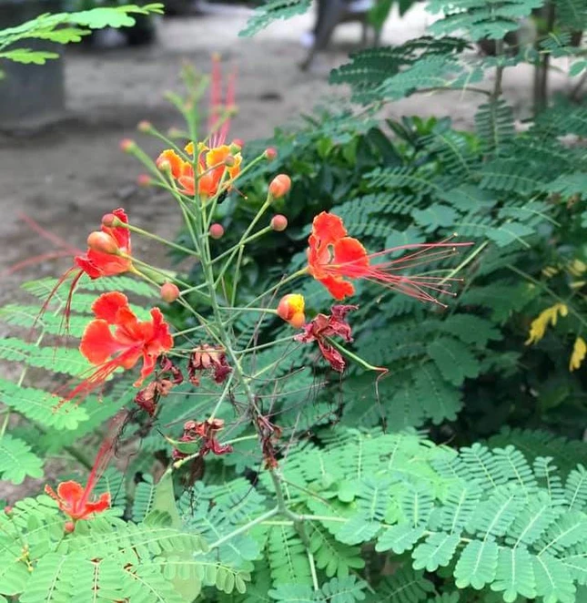 Anh Nhat ky cuoc song.jpg