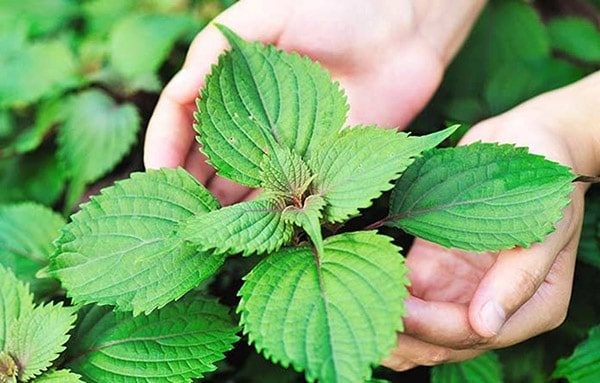 Công dụng chữa bệnh của lá tía tô ảnh 1 tia-to-chua-benh-gi.jpg