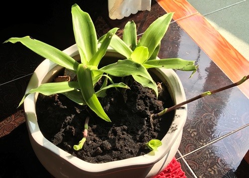 Cây lược vàng trồng trong nhà có thể làm thuốc ảnh 1 cay-canh-co-tac-dung-loc-khong-khi-va-lam-thuoc