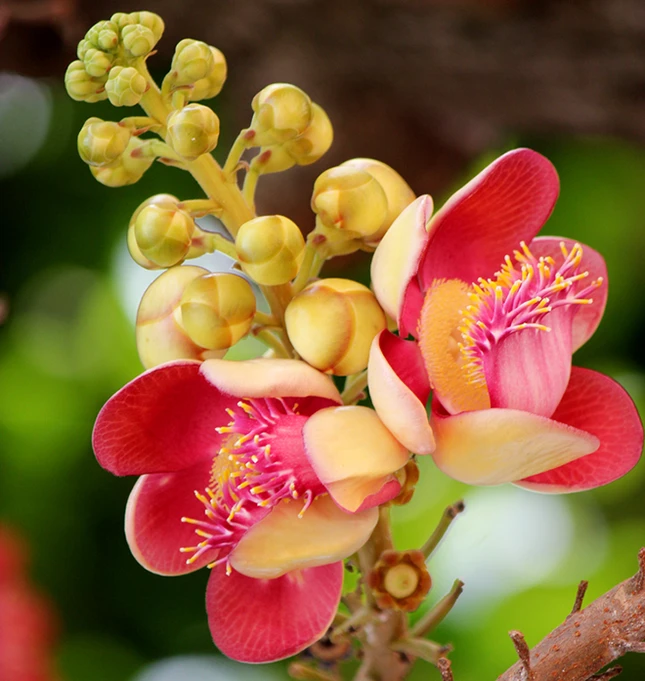 Anh Thala, BBNG 1.jpg