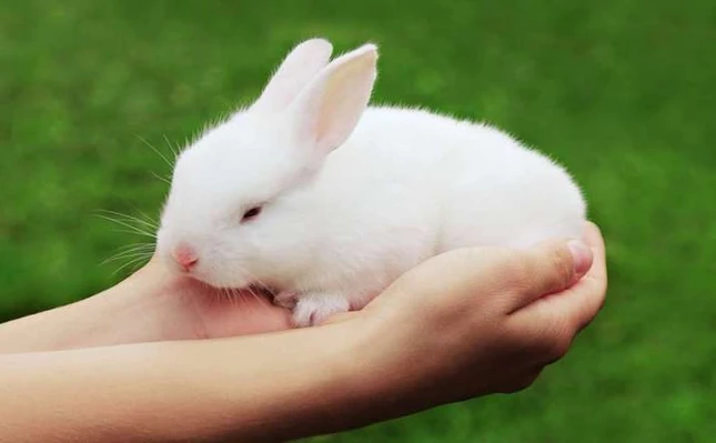 hoa ky - an do 1.jpg