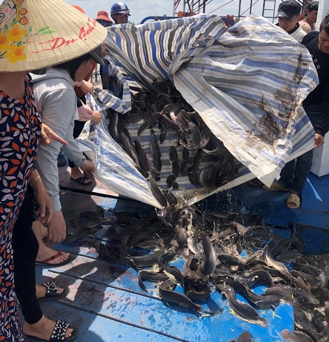 THẢ CÁ PHÓNG SINH.jpg
