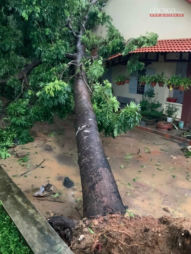 Trường Phật học Bình Định bị tốc mái, đổ cây do bão ảnh 3 3bd.jpg