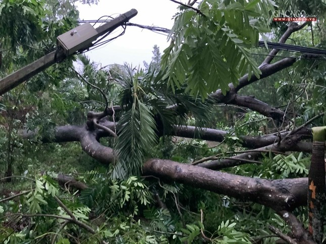 Trường Phật học Bình Định bị tốc mái, đổ cây do bão ảnh 4 4bd.jpg