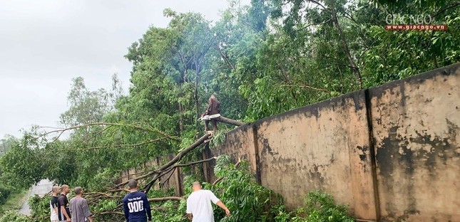 Trường Phật học Bình Định bị tốc mái, đổ cây do bão ảnh 6 7bd.jpg