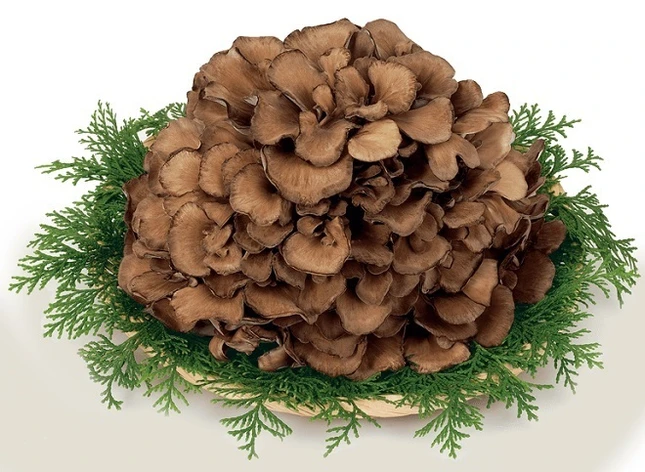maitake-8868-1573532031_jpg.jpg