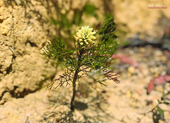 IMG-2759a.jpg