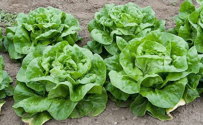 Rau xà lách không chỉ ăn ngon mà còn trị nhiều bệnh ảnh 1 xalach.jpg