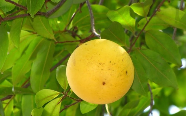 qua thi.jpg
