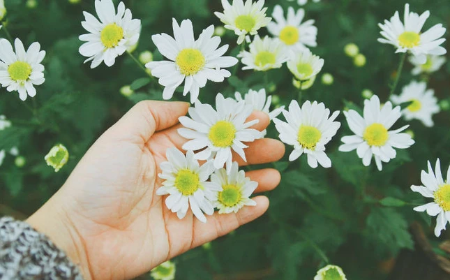 Hạnh phúc trong tay ảnh 1 hanhphuc2.png