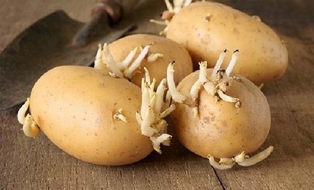 khoai 1.jpg