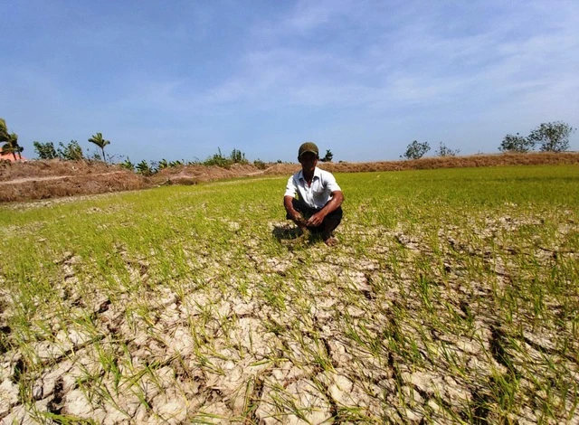 Thương vùng hạn mặn, thương người nông dân… ảnh 1 hanman.jpg