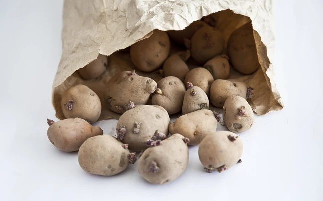 khoai tay moc mam.jpg