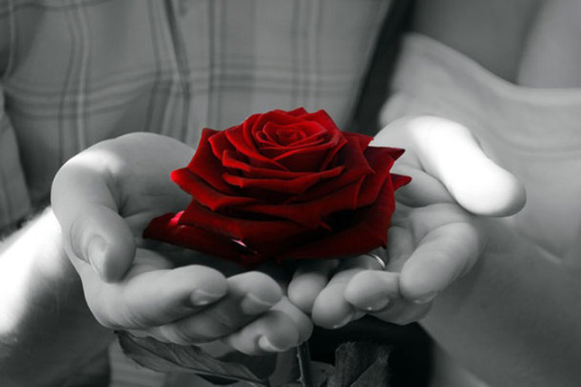 Tâm sự của người con xa quê ảnh 1 bonghong.png