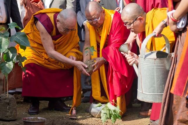 duc dalai lama trong cay.jpg