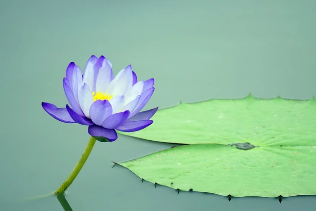 lotus-ffflower-4362254_1280.jpg