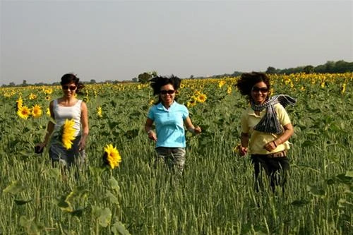 Cánh đồng hoa hướng dương