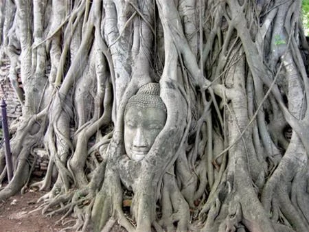 Một đầu tượng Phật được rễ cây bao phủ