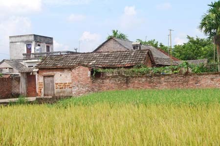Lúa lại chín vàng hứa hẹn cho làng cổ thêm một mùa ấm no. Lúa lại chín vàng hứa hẹn cho làng cổ thêm một mùa ấm no.