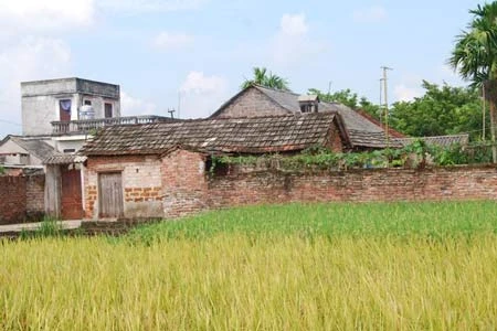 Lúa lại chín vàng hứa hẹn cho làng cổ thêm một mùa ấm no.