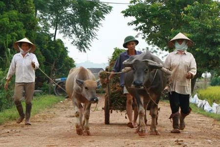 Cả gia đình đi thu hoạch lạc về.