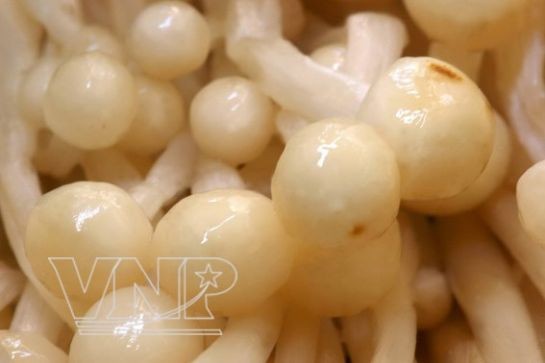 Món ngon từ nấm ảnh 2 Món ngon từ nấm ảnh 2