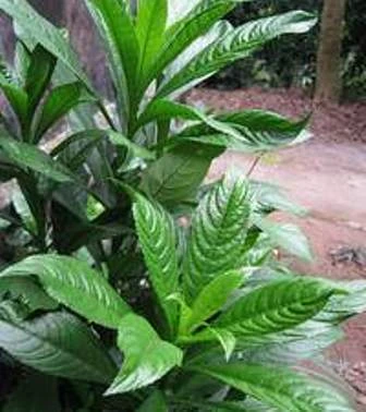 Trị chứng đầy bụng bằng lá xương sông ảnh 1 suong-xong.jpg