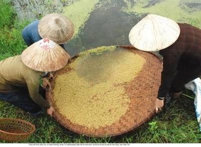 Bao.jpg