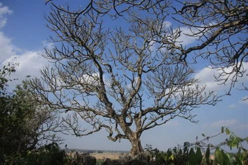 Cây đại già ở đền Thượng