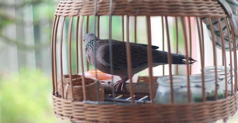 Những lưu ý khi nuôi chim cảnh trong nhà ⋆ Thủy sinh Việt Nam