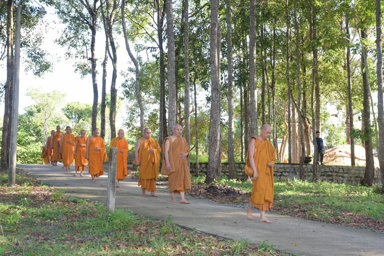 Chư Tăng thiền hành tại khu rừng tràm Ngọc Nhơn