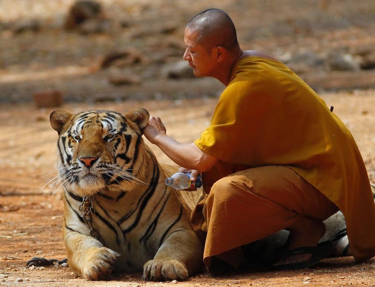 Chú cọp hiền lành bên vị sư ở một ngôi chùa tại quận Saiyok, tỉnh Kanchanaburi, phía Tây của Bangkok, Thái Lan