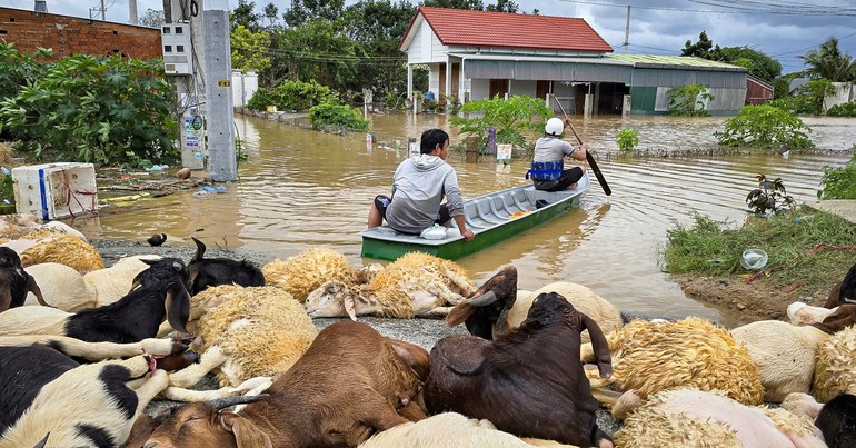 Vào những làng quê bỗng chốc trắng tay trong lũ dữ Phan Rang