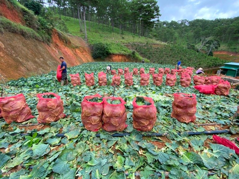 Những cánh đồng rau được chuẩn bị chuyển đến với vùng dịch bệnh TP.HCM