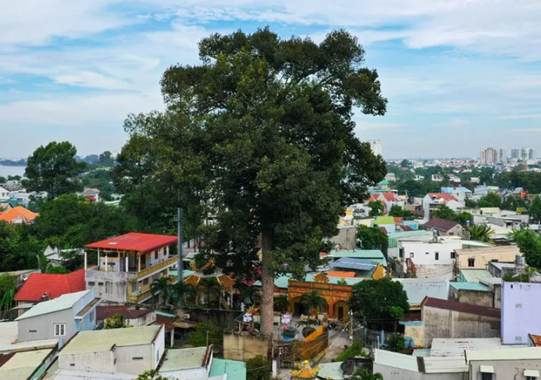 Cây dầu rái hơn 300 năm trong khuôn viên chùa Hoàng Ân, P.Hiệp Hòa, TP.Biên Hòa