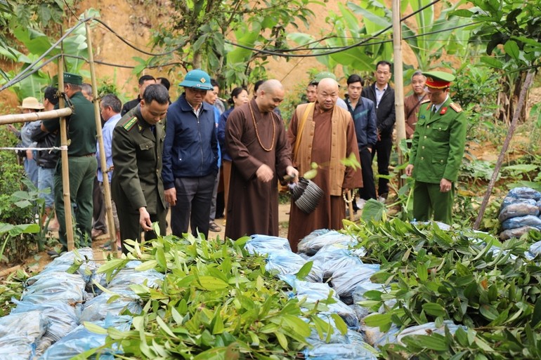 52.000 cây quế giống được bàn giao đến 22 hộ trồng rừng