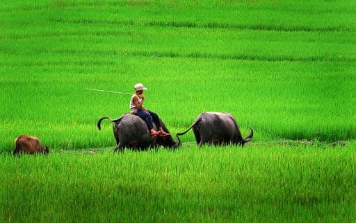 Chăn trâu trên đồng. Ảnh minh họa