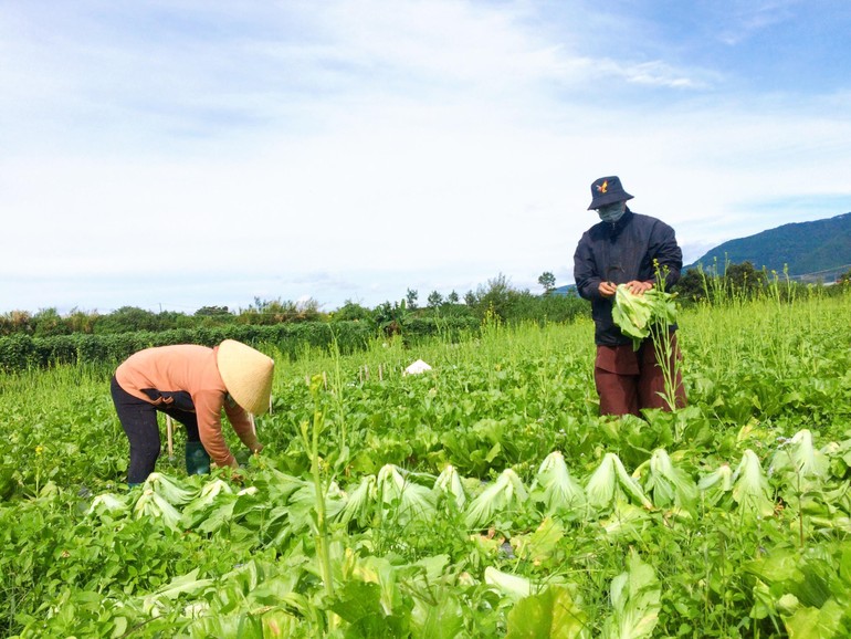 Chung tay thu hoạch nông sản hỗ trợ người dân TP.HCM