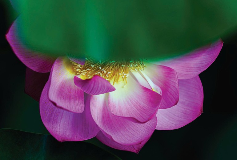 Ảnh: Shutterstock