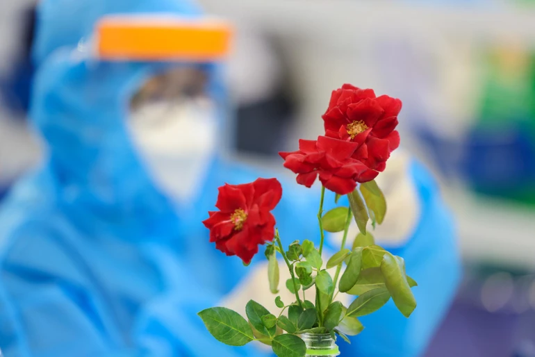 Những cánh hồng đỏ thắm giữa không khí căng thẳng của nhà thi đấu Phú Thọ