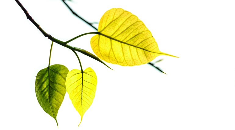 Huyền nhiệm Hương Xuân (thơ của Hòa thượng Thích Giác Toàn)