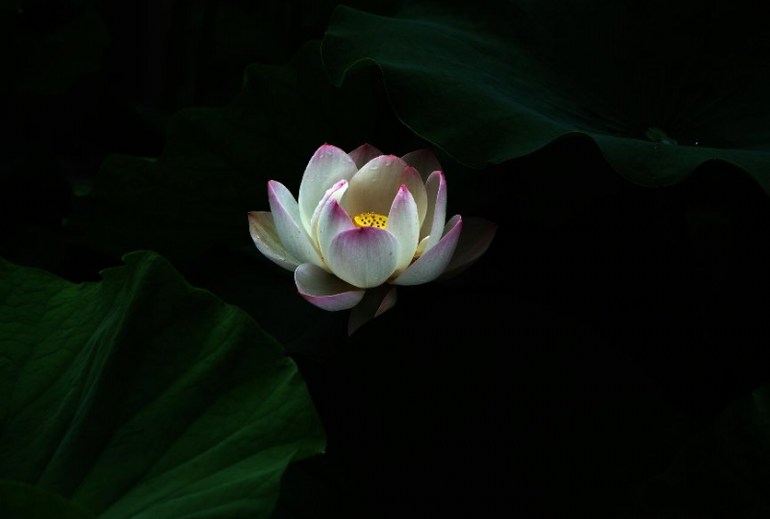 Sống đẹp giữa vô thường