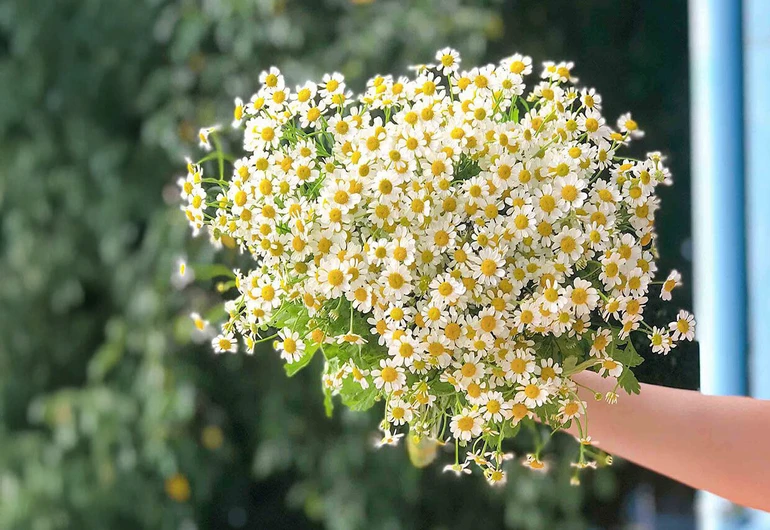 Những Thầy Cô tuyệt vời