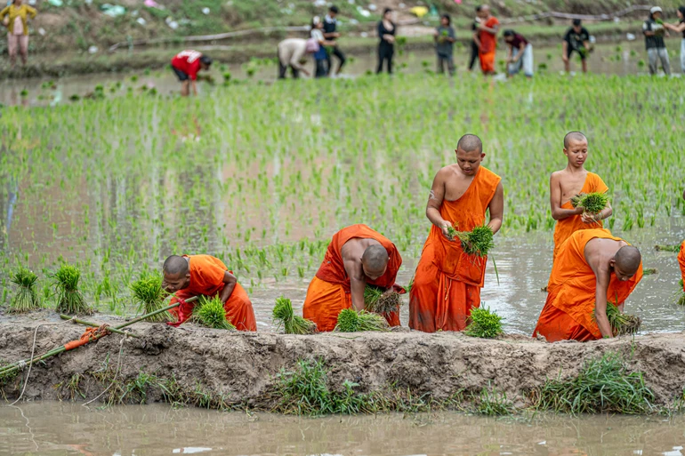Cấy mạ “thí công” là một nét sinh hoạt cộng đồng được gìn giữ trong đời sống của đồng bào Khmer quanh chùa Rô - Ảnh: Nguyễn Khánh Vũ Khoa