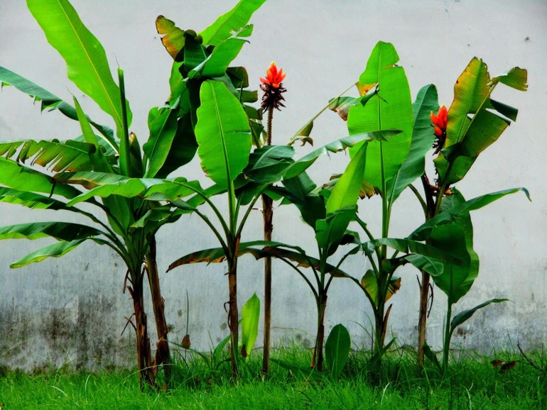 Sống đời một cây chuối