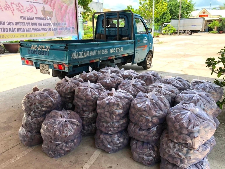 Chùa Phước Nguyên vận chuyển khoai về chùa